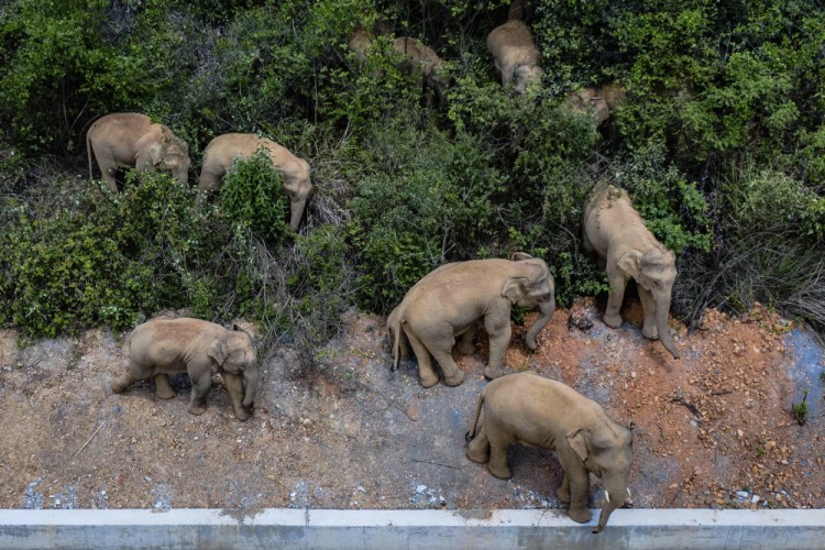A herd of wild Asian elephants stands in E'shan county in southwestern China's Yunnan Province. The group was approaching the major city of Kunming on Wednesday. (Hu Chao/Xinhua via AP, File)