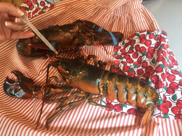 Charlotte Gill, owner of Charlotte's Legendary Lobster Pound, doses a lobster with valerian. Gill uses the plant, sometimes called "nature's valium," as a substitute for cannabis, which she uses to sedate the lobsters before boiling them.