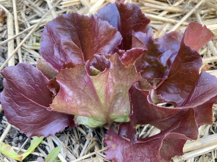 Succession planting means you can enjoy lettuce all summer long. 