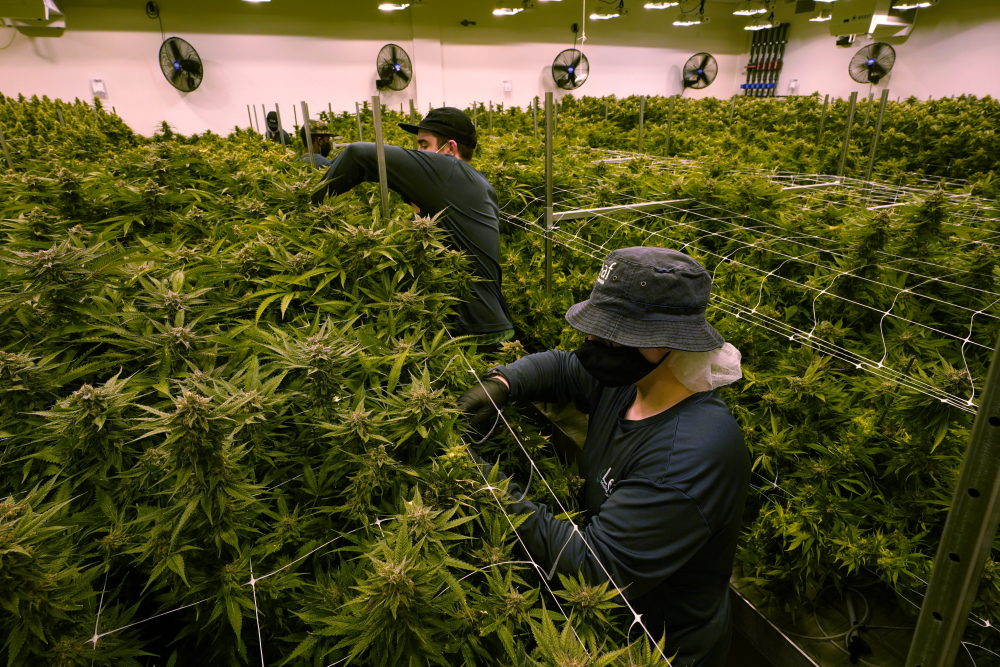 Marijuana_Legalization_71153