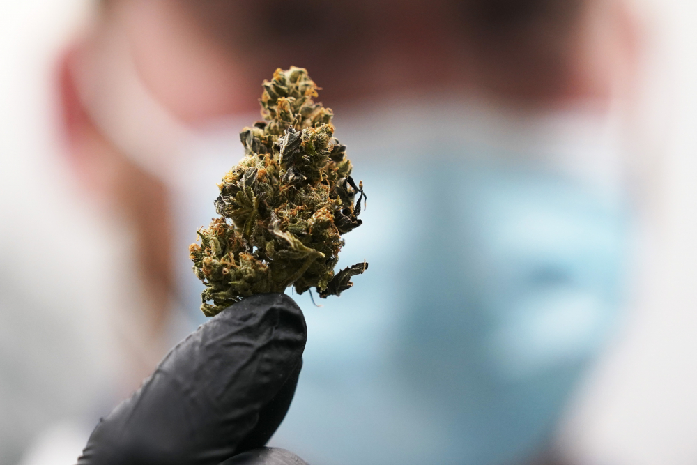 Marijuana_Legalization_88727
