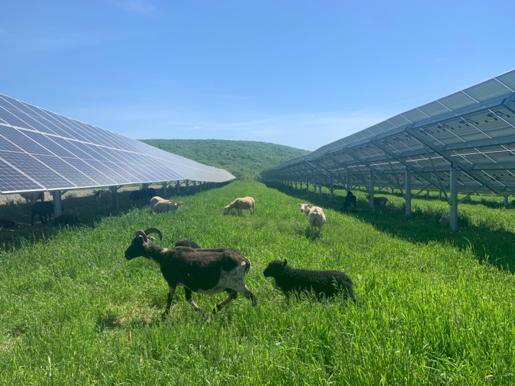 Sheep fatten up and keep the grass down at Maine's first solar grazing project, on Route 2 in Skowhegan. The sheep, from Crescent Run Farm in Jefferson, are working for South Portland-based ReVision Energy, which developed the 10,500-panel project to supply power to five towns. It's an example of how solar developers are trying to forge beneficial arrangements with farmers when they site projects on farmland, a trend called dual-use of agrivoltaics.