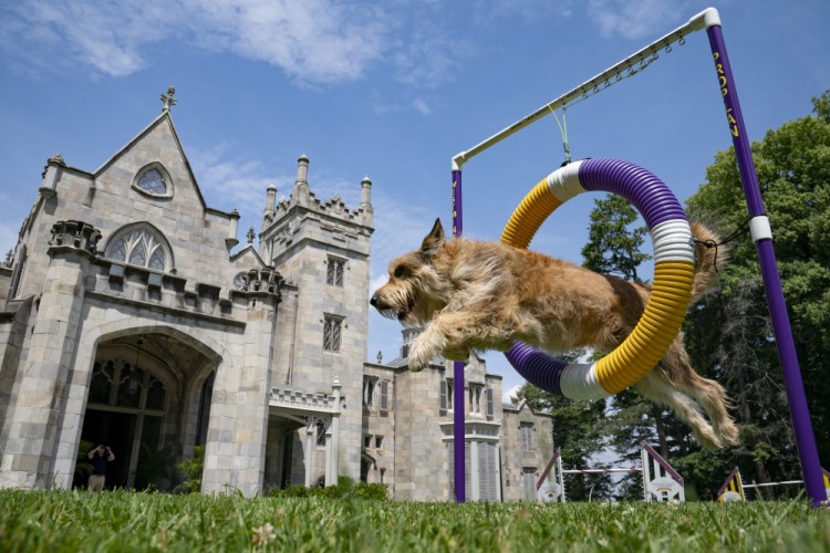 Chet, a berger picard, performs a jump in an agility obstacle at the Lyndhurst Estate where the 145th Annual Westminster Kennel Club Dog Show will be held outdoors.