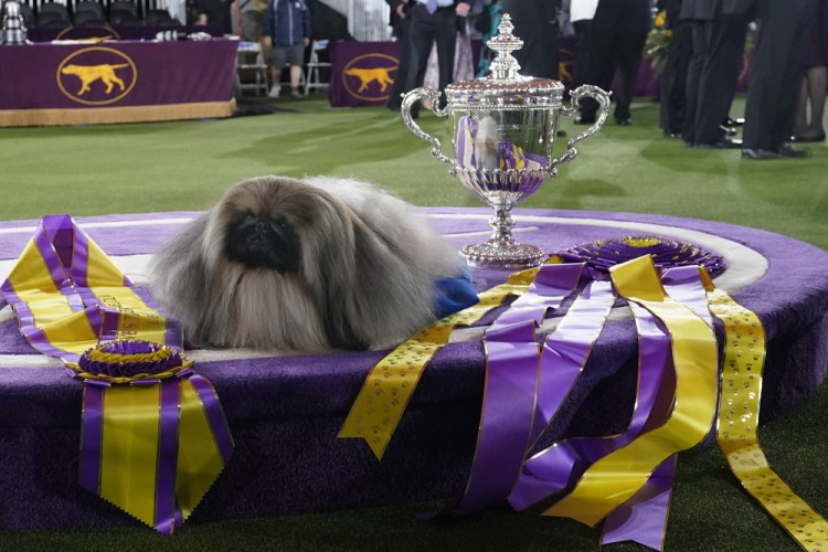 Wasabi, a Pekingese, rests on the winner's podium with its trophy and ribbons after winning Best in Show at the Westminster Kennel Club dog show, Sunday, June 13, 2021, in Tarrytown, N.Y. 
