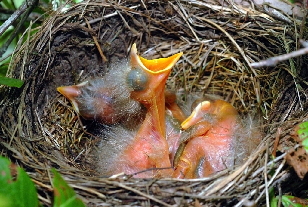 What To Feed Baby Birds When Found