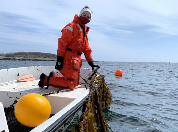 University of New England graduate student Jessica Vorse holds a line of kelp. Vorse is working with professors Carrie Byron and Kristin Burkholder on a study that would address the gap in food safety regulations for edible seaweed. Photo courtesy of Carrie Byron