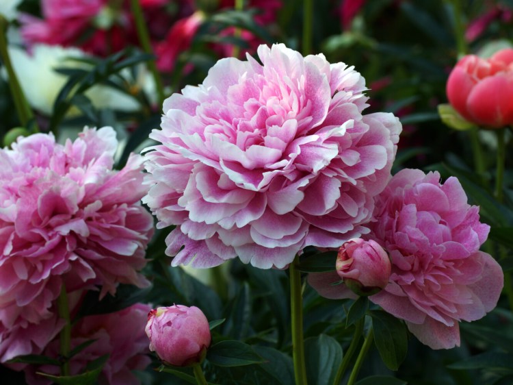 Peonies are beautiful, showy perennials, but if they don't get enough sunshine, they may flop. 