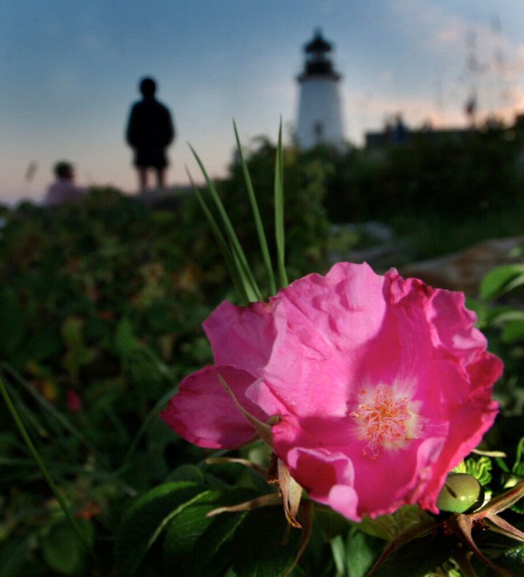 Staff Photo by Fred J. Field, Thursday, August 1, 2002: Rosa rugosa provides the colorful foreground to Pemaquid Point Light at dusk.  In background are Matthew and Laurie Hanly (cq) of Bremen.  With Ryan's outdoors story