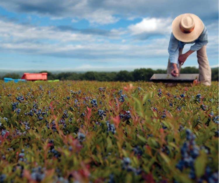 Blueberry farms around Maine will welcome visitors on Maine Wild Blueberry Weekend Saturday and Sunday. 