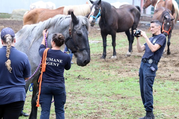Animal welfare workers with some of the horses that were seized by the state from a Sanford farm.