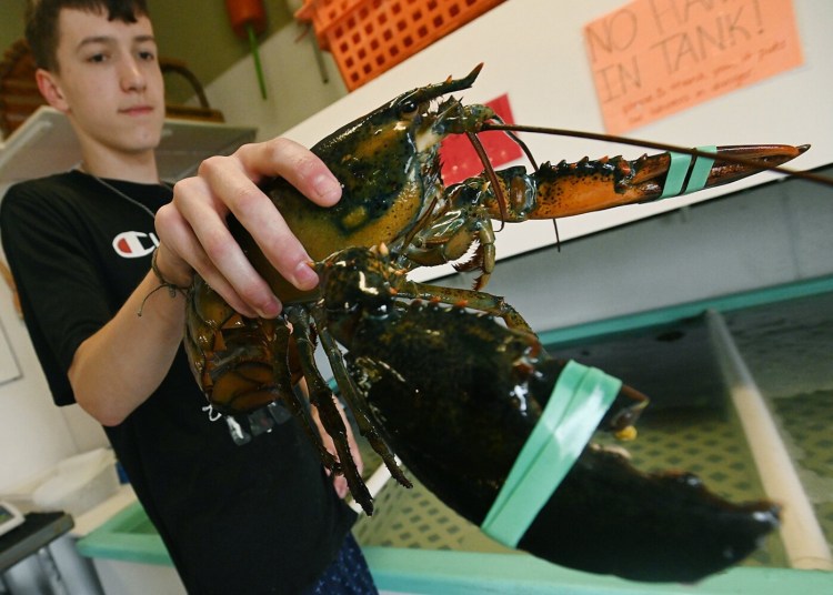 3353# 01lobster SKOWHEGAN, MAINE JULY 29, 2021.Caden Franzose (cq) of High Tide Low Tide Seafood holds a lobster at the business in Skowhegan. Maine Thursday July 29, 2021. (Rich Abrahamson/Morning Sentinel)