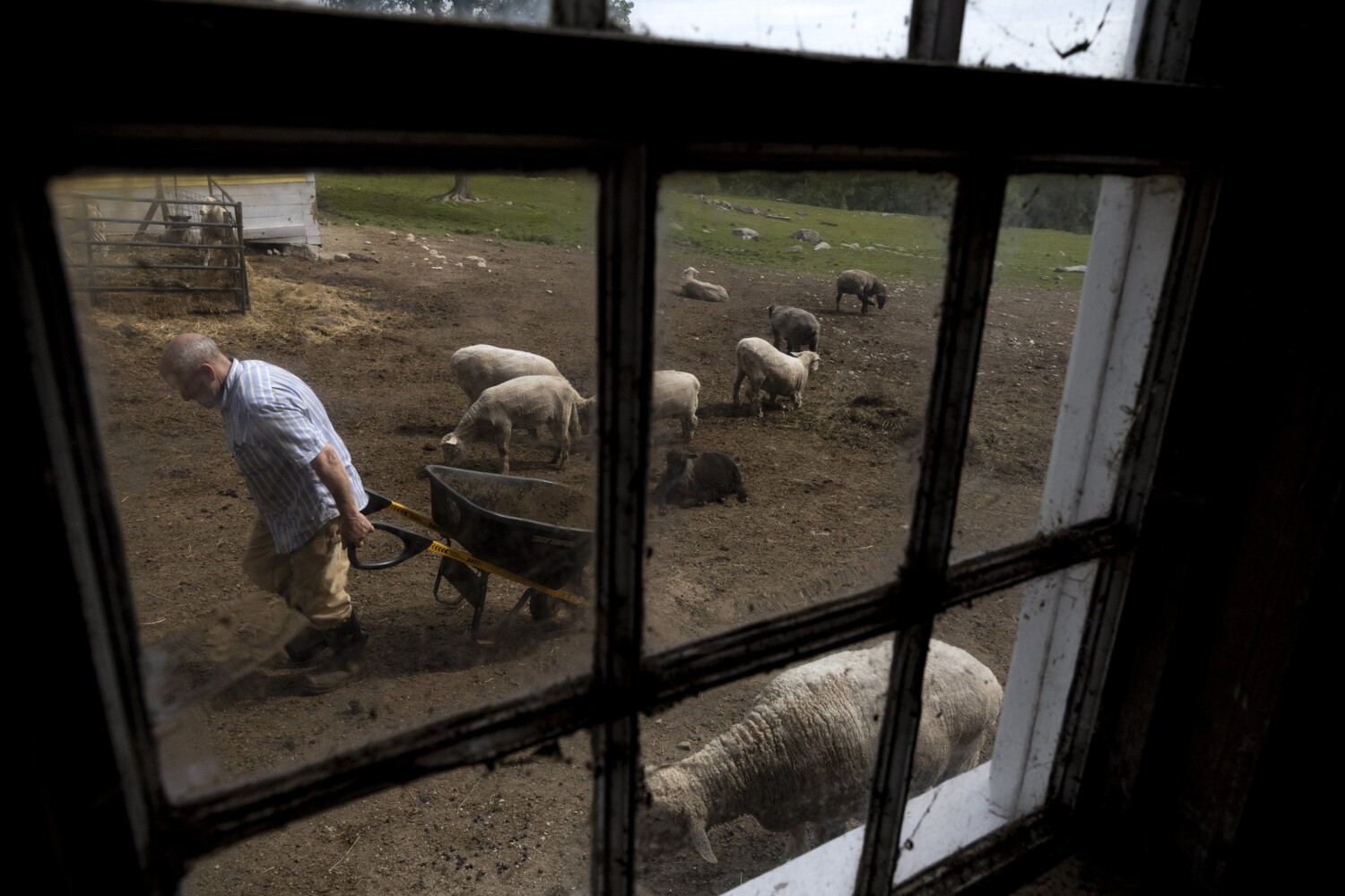Needle Felted Sheep – Instant Access Workshop – Sabbathday Lake Shaker  Village