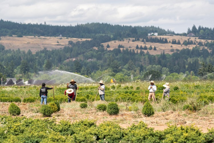 Farmworkers break up ground on Thursday, near St. Paul, Ore., as a heat wave bakes the Pacific Northwest in record-high temperatures. 