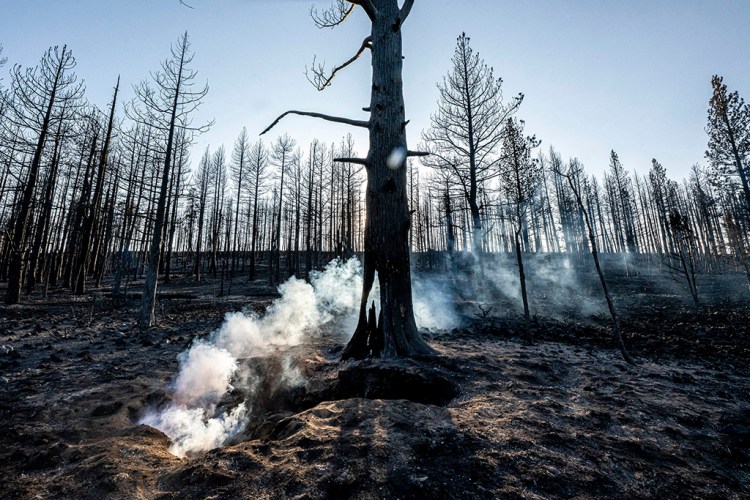 Spot fires smolder near trees damaged by the Bootleg Fire on Wednesday, July 21, 2021 in Bly, Ore. (AP Photo/Nathan Howard)
