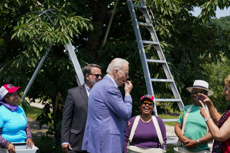 President Biden eats a freshly picked cherry from a bucket while meeting with workers as he tours King Orchards fruit farm with Sen. Gary Peters, D-Mich., and Sen. Debbie Stabenow, D-Mich., right, on Saturday in Central Lake, Mich. 


