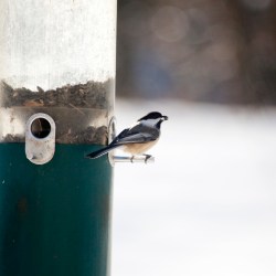 4 tips, and a bonus suggestion, to help birds as they migrate