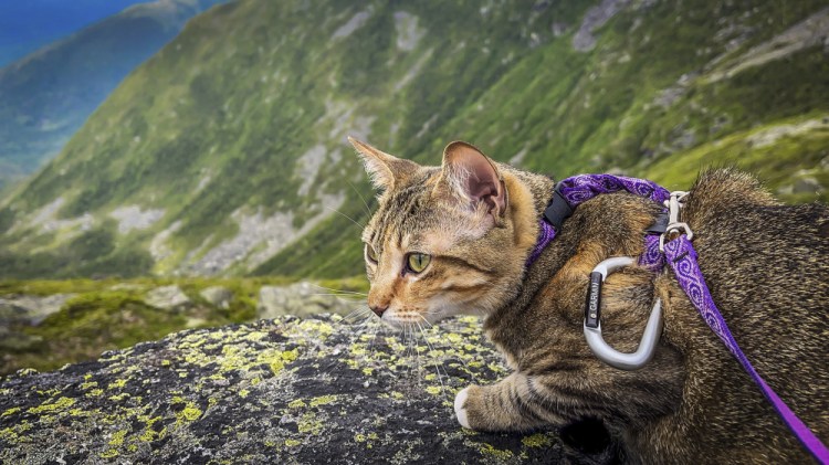 In this photo provided by Mel Elam, Floki, a cat belonging to Elam, of North Conway, N.H., sits on a rock overlooking Israel Ridge, in Pinkham Notch, N.H., on June 26. Elam and Floki have made it to the summit of New Hampshire's 48 tallest mountains. (Mel Elam via AP)