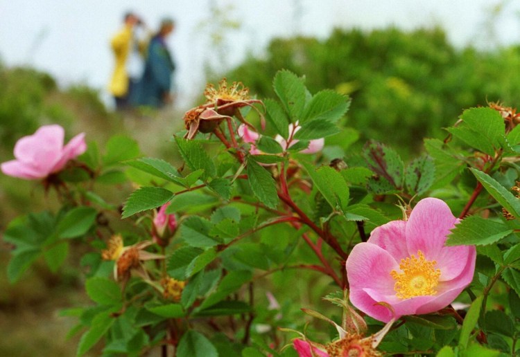You can hardly walk the Maine coastline without running into rosa rugosa. But the plant is highly invasive, and this could be the year its import into Maine and sale here are banned. 
