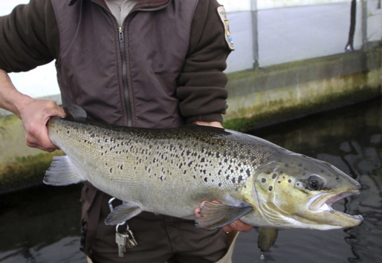 a 4-year-old Atlantic salmon is held at the National Fish Hatchery in Nashua, N.H., in April 2012.