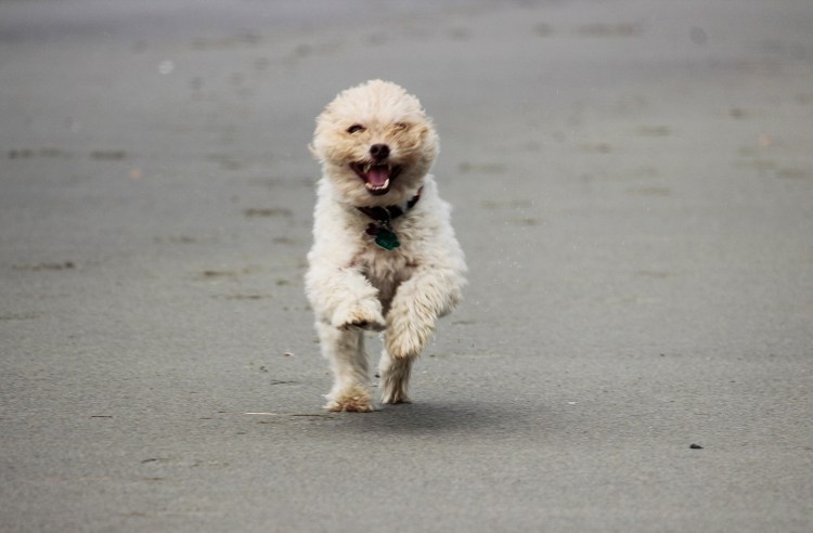 Odie, the dog belonging to Aimsel Ponti and Tracy Burke, running on Pine Point Beach.