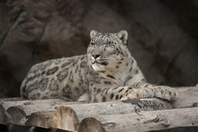 Ramil, a male snow leopard at the San Diego Zoo, has tested positive for the coronavirus.