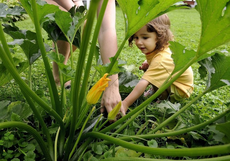 Staff photo by Jim Evans
MOMMA'S HELPER: Elizabeth Dionne, 2, heps her mother, Cindy, pick a zucchini for their dinner Monday. Cindy said her children would at least try the vegetable, but they preferred in a bread.