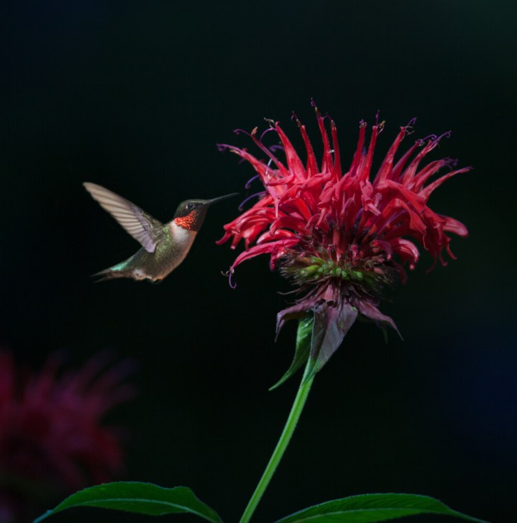 Attract pollinators, from bees to hummingbirds, by planting bee balm, which is a Maine native.