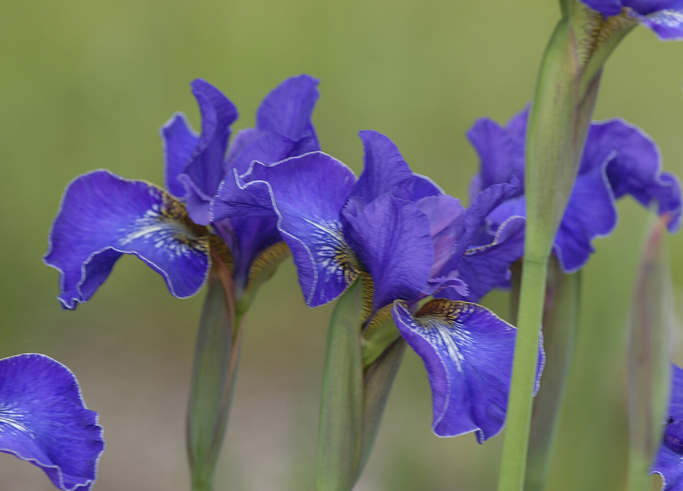 Boothbay botanical garden gets a gift of irises