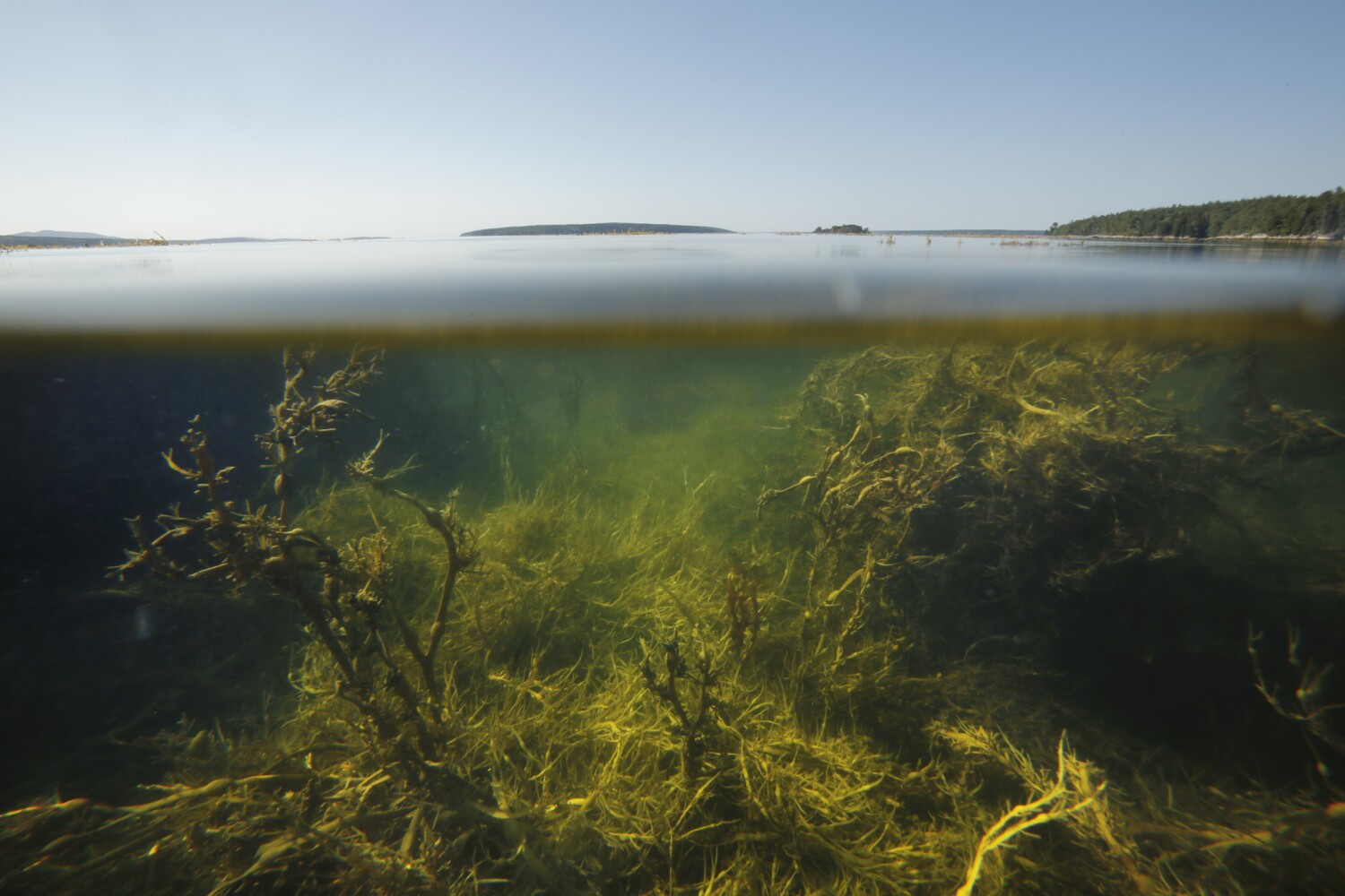 Commentary: The Gulf Stream meets the Gulf of Maine. How do we adjust? - Vimarsana News