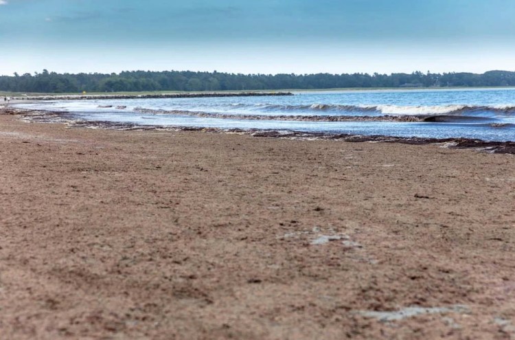 Asian red algae covers the beach at Pine Point in 2018. It has returned this year. 