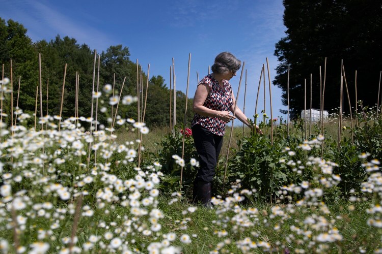 POWNAL, ME - AUGUST 13: Callie Kimball, an accomplished playwright who suffered a brain injury in April 2018, has started a gardening as a form of therapy, growing dahlias at a farm in Pownal. (Staff photo by Derek Davis/Staff Photographer)