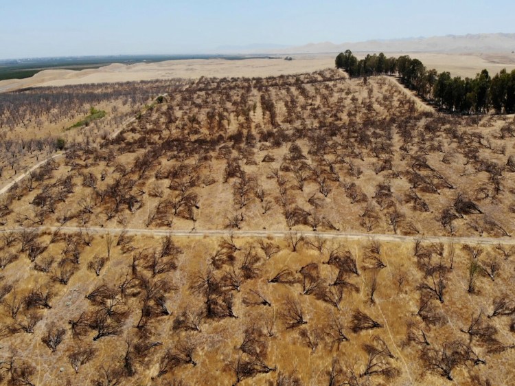 An abandoned almond orchard in Newman, Calif. 