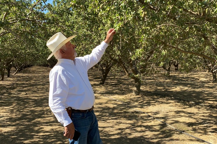 Farmer Joe Del Bosque inspects almonds on July 9 in his orchard in Firebaugh, Calif. He is considering tearing one of his almond orchards later this year if the water situation doesn't improve. “That means that our huge investment that we put in these trees is gone," he said.