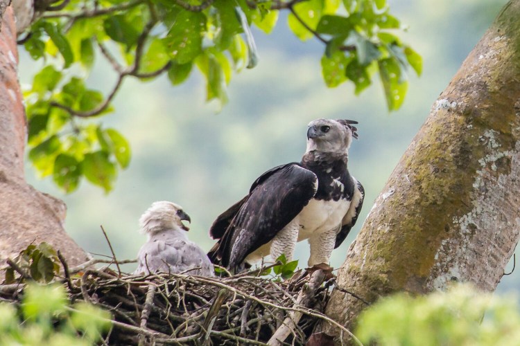 This June 2013 photo provided by Carlos Navarro shows a female harpy eagle and its young in a nest in Darién Province, Panama. Harpy eagles were once widespread throughout southern Mexico and Central and South America, but deforestation has dramatically shrunk their range. (Carlos Navarro via AP)