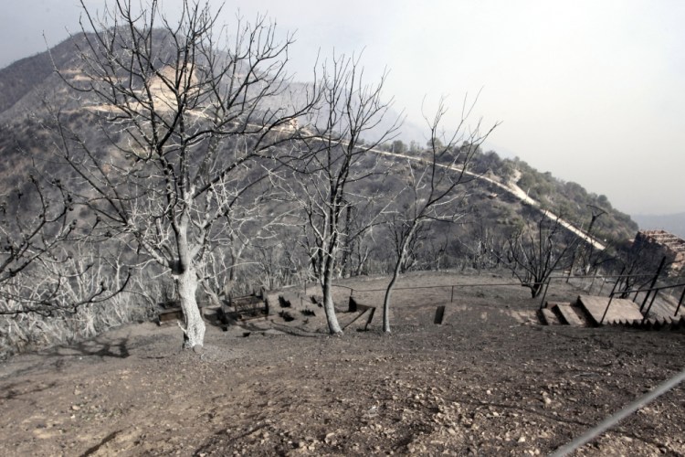Burned trees are pictured near Tizi Ouzou, Algeria, following wildfires in this mountainous region, on Tuesday. 