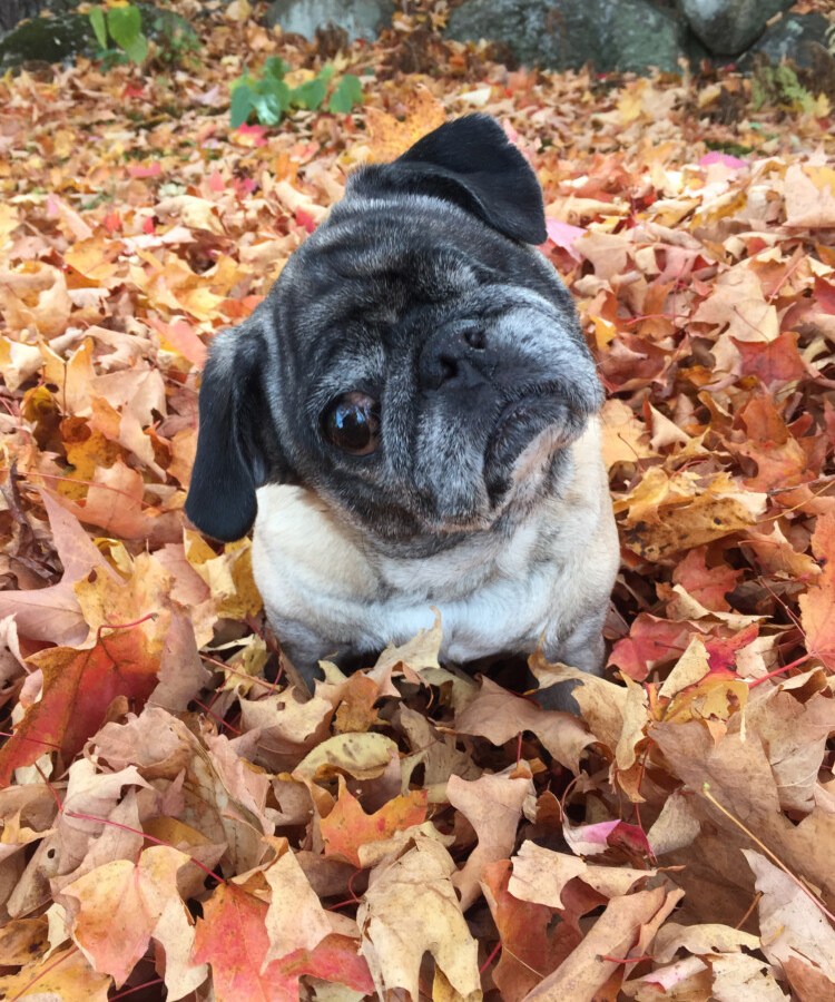 Mimi in leaves