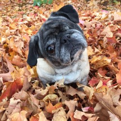 Mimi in leaves