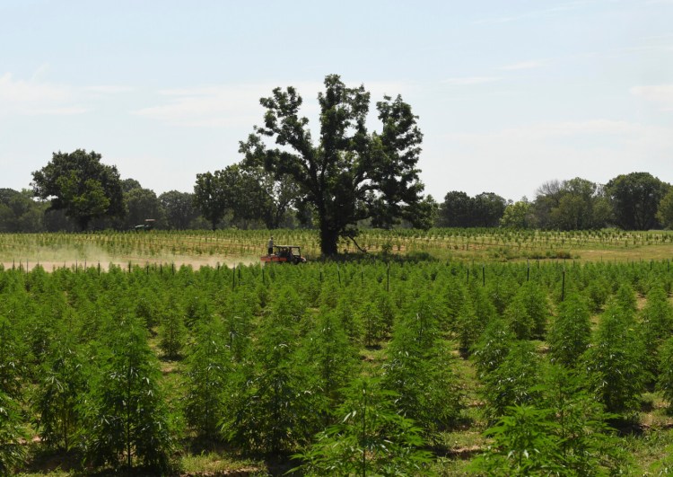 Crews head back to work, after a lunch break, in the fields at Tribe Collective Tuesday, July 27, 2021 in Okemah, Okla. Droves of Colorado entrepreneurs are buying large swaths of land in Oklahoma to grow marijuana for The Sooner State's recently legalized medical marijuana industry. (RJ Sangosti/The Denver Post via AP)