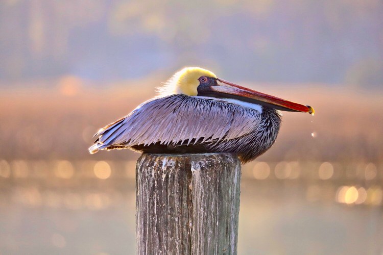 The image of the Pelican in Hilton Head, South Carolina. The photograph was selected by the National Wildlife Federation to be featured on a holiday card.