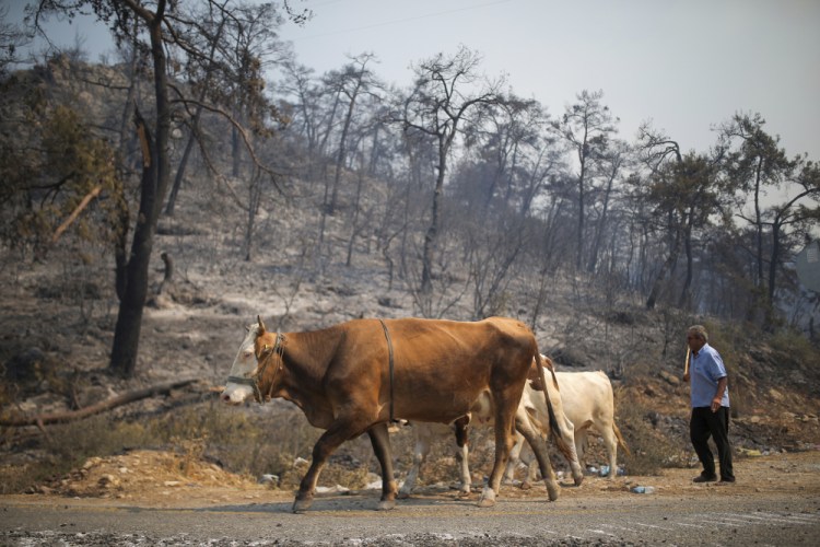 A man guides his cows away from an advancing fire on Monday in Mugla, Turkey. For the sixth straight day, Turkish firefighters were battling to control the blazes tearing through forests near Turkey's beach destinations. 