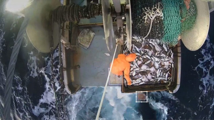 An image captured by the camera of the electronic monitoring system developed by New England Marine Monitoring. The system's artificial intelligence highlights a discarded fish with a white square, which makes identifying how many fish are thrown overboard a faster and easier process for reviewers.