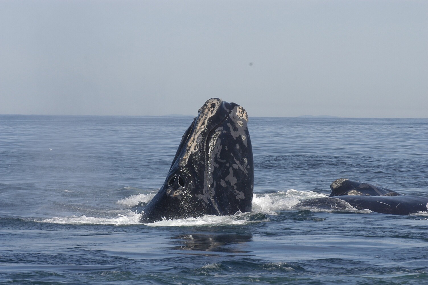 Bay of Fundy - New World Encyclopedia