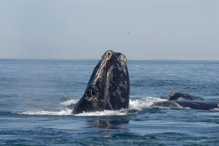 A right whale raises its head out of the water in the Bay of Fundy.
