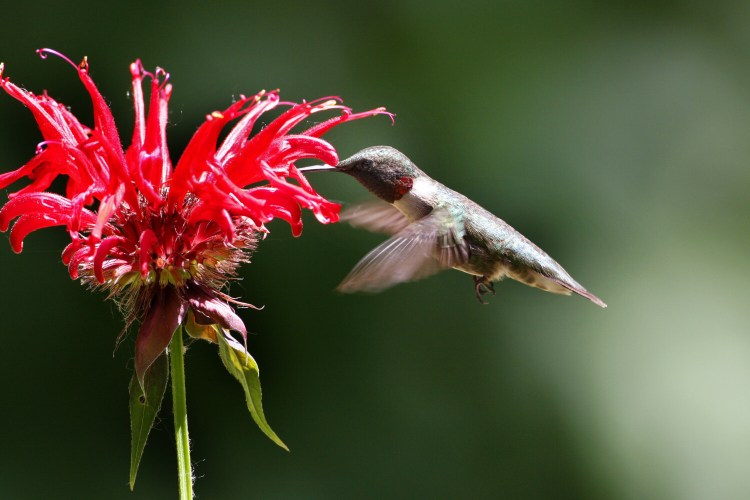 Scarlet bee balm, a hummingbird favorite, is among the non-native species that Maine Audubon sold this year.