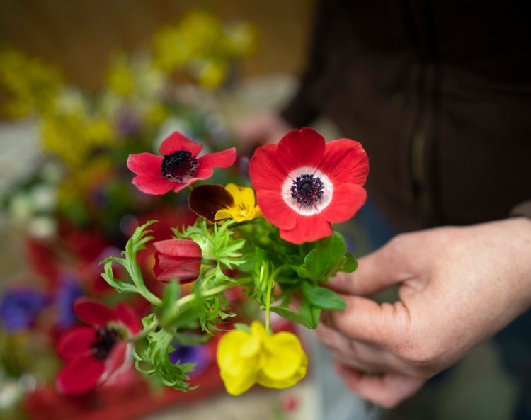 BUXTON, ME - APRIL 26: Carolyn Snell puts colorful anemones and yellow pansies together while making a micro boquet at Snell Family Farm in Buxton on Friday, April 26, 2019. The boquets were being made to bring the the first farmers' market of the year in Portland the next day. (Staff photo by Gregory Rec/Staff Photographer)