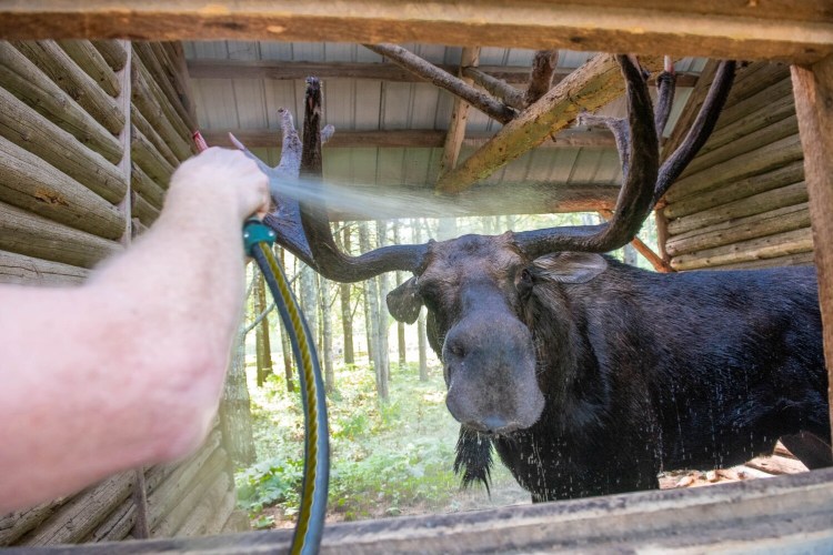 Byron the Maine Wildlife Park resident moose enjoys a cooling hose-off on Tuesday in his shelter at the park in Gray. Byron uses the shelter to get out of the sun and cool off. Moose begin trying to cool off whenever the outdoor temperature rises above 50 degrees.