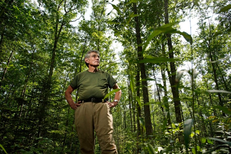 Tony Marple stands on Sept. 8, 2021, in an area of forest on his Whitefield farm that he thinned in 2019 to encourage maple, oak and birch trees to mature, not for use as saw logs but for their carbon storage potential.