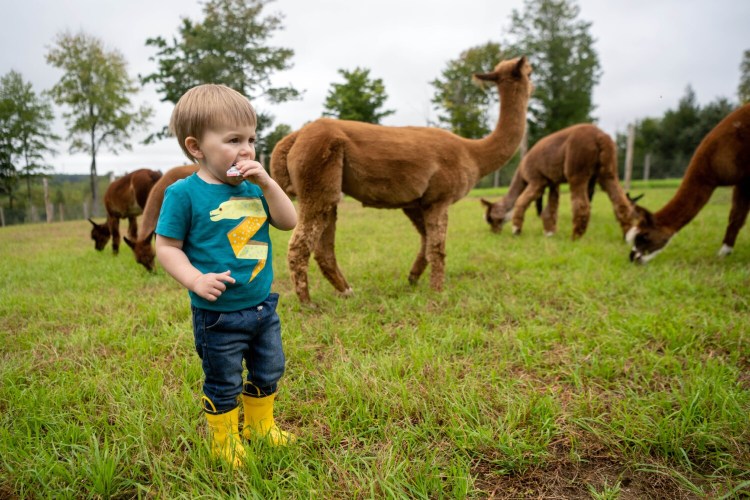 Jack Latourneau, 2, eats a snack among the alpacas Saturday at Northern Solstice Alpaca Farm in Unity. The farm was one of six stops on a passport tour offered in lieu of the canceled Common Ground Country Fair. 