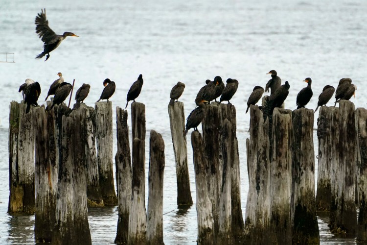 FILE - In this Aug. 18, 2021, file photo a cormorant flies in looking for an available piling on which to land, in Portland, Maine. The seabirds make a living of diving for small fish and crustaceans. The Biden administration said Wednesday, Sept. 29, 2021, it will draft rules to govern the killing of wild birds by industry and resume enforcement actions against companies responsible for deaths that could have been prevented. (AP Photo/Robert F. Bukaty, File)