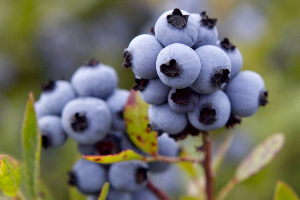 Blueberry Bounce Back